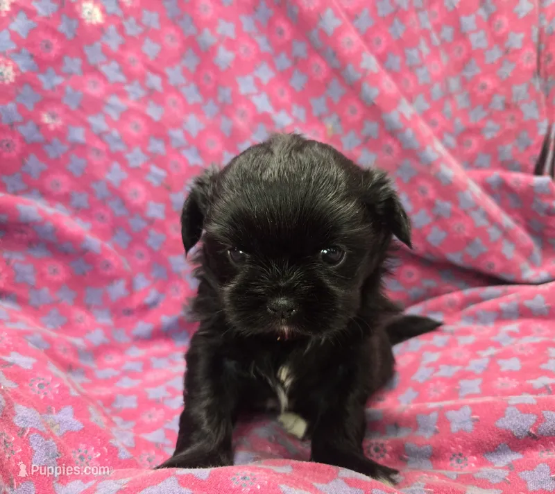 Black female  – Shih Tzu puppy for sale in Knoxville, TN