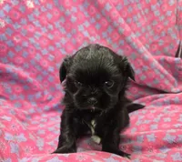 Black female , a female Shih Tzu for sale in Knoxville, TN – 1 of 4
