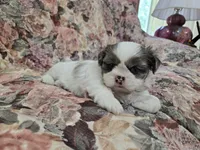 Blue eyed merle male, a male Shih Tzu for sale in Knoxville, TN – Photo 2 of 5