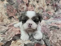 Blue eyed merle male, a male Shih Tzu for sale in Knoxville, TN – Photo 3 of 5