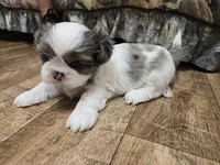 Blue eyed merle male, a male Shih Tzu for sale in Knoxville, TN – Photo 4 of 5