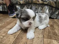 Blue eyed merle male, a male Shih Tzu for sale in Knoxville, TN – Photo 5 of 5
