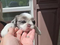 Blue eyed merle male, a male Shih Tzu for sale in Knoxville, TN – Photo 1 of 5