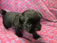 Black female , a female Shih Tzu for sale in Knoxville, TN – 3 of 4