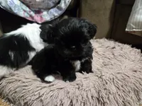 Black male, a male Shih Tzu for sale in Knoxville, TN – Photo 2 of 3