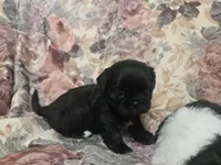 Black male, a male Shih Tzu for sale in Knoxville, TN – Photo 3 of 4