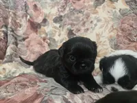 Black male, a male Shih Tzu for sale in Knoxville, TN – Photo 2 of 4