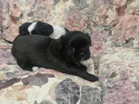 Black male, a male Shih Tzu for sale in Knoxville, TN – Photo 4 of 4