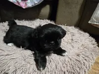 Black male, a male Shih Tzu for sale in Knoxville, TN – Photo 3 of 3