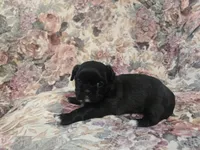 Black male, a male Shih Tzu for sale in Knoxville, TN – Photo 1 of 4