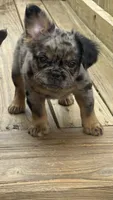 Fluffy frenchie Bambam, a male French Bulldog for sale in Woodbridge, VA – 4 of 4