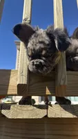 Fluffy frenchie Merle BOY , a male French Bulldog for sale in Woodbridge, VA – 3 of 5