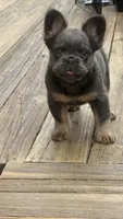 Fluffy frenchie Seven , a male French Bulldog for sale in Woodbridge, VA – 2 of 4