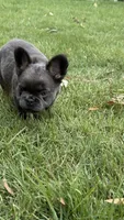 Fluffy Frenchie Six, a female French Bulldog for sale in Woodbridge, VA – 5 of 5