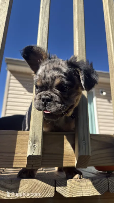 Fluffy frenchie Merle BOY  – French Bulldog puppy for sale in Woodbridge, VA