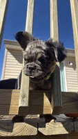 Fluffy frenchie Merle BOY , a male French Bulldog for sale in Woodbridge, VA – 1 of 5