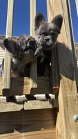 Fluffy frenchie Merle BOY , a male French Bulldog for sale in Woodbridge, VA – 2 of 5