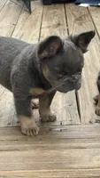Fluffy frenchie Seven , a male French Bulldog for sale in Woodbridge, VA – 3 of 4