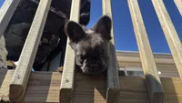 Fluffy Frenchie GIRL, a female French Bulldog for sale in Woodbridge, VA – 2 of 5
