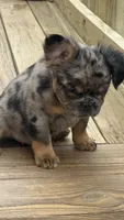 Fluffy frenchie Bambam, a male French Bulldog for sale in Woodbridge, VA – 3 of 4