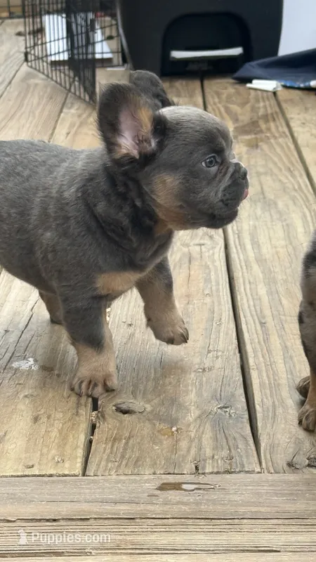 Fluffy frenchie Seven  – French Bulldog puppy for sale in Woodbridge, VA