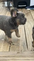Fluffy frenchie Seven , a male French Bulldog for sale in Woodbridge, VA – 1 of 4