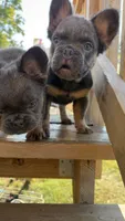 Fluffy frenchie BOY, a male French Bulldog for sale in Woodbridge, VA – 1 of 6