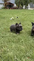Fluffy Frenchie Six, a female French Bulldog for sale in Woodbridge, VA – 3 of 5