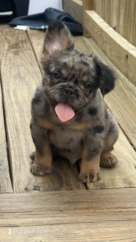 Fluffy frenchie Bambam – French Bulldog puppy for sale in Woodbridge, VA