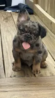 Fluffy frenchie Bambam, a male French Bulldog for sale in Woodbridge, VA – 1 of 4