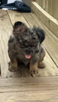 Fluffy frenchie Bambam, a male French Bulldog for sale in Woodbridge, VA – 2 of 4