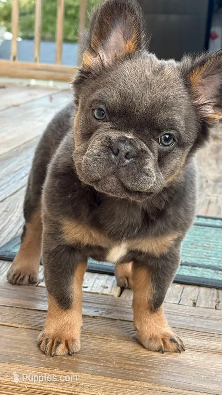 Fluffy Frenchie GIRL – French Bulldog puppy for sale in Woodbridge, VA