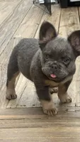 Fluffy frenchie Seven , a male French Bulldog for sale in Woodbridge, VA – 4 of 4