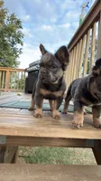 JR, a male French Bulldog for sale in Woodbridge, VA – 3 of 5