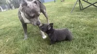 Fluffy Frenchie Six, a female French Bulldog for sale in Woodbridge, VA – 2 of 5