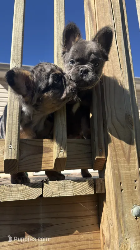 Fluffy Frenchie GIRL – French Bulldog puppy for sale in Woodbridge, VA