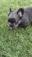 Fluffy Frenchie Six, a female French Bulldog for sale in Woodbridge, VA – 4 of 5