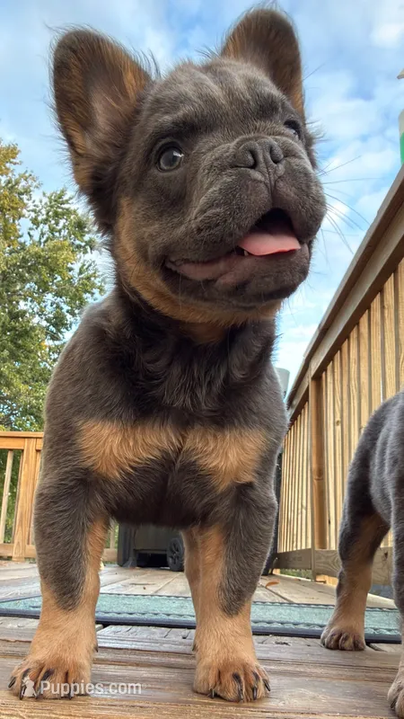 JR – French Bulldog puppy for sale in Woodbridge, VA