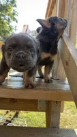 Fluffy frenchie BOY, a male French Bulldog for sale in Woodbridge, VA – 2 of 6
