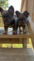 Fluffy frenchie BOY, a male French Bulldog for sale in Woodbridge, VA – 3 of 6