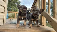 JR, a male French Bulldog for sale in Woodbridge, VA – 2 of 5