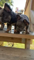 Fluffy frenchie BOY, a male French Bulldog for sale in Woodbridge, VA – 4 of 6