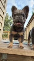 JR, a male French Bulldog for sale in Woodbridge, VA – 5 of 5