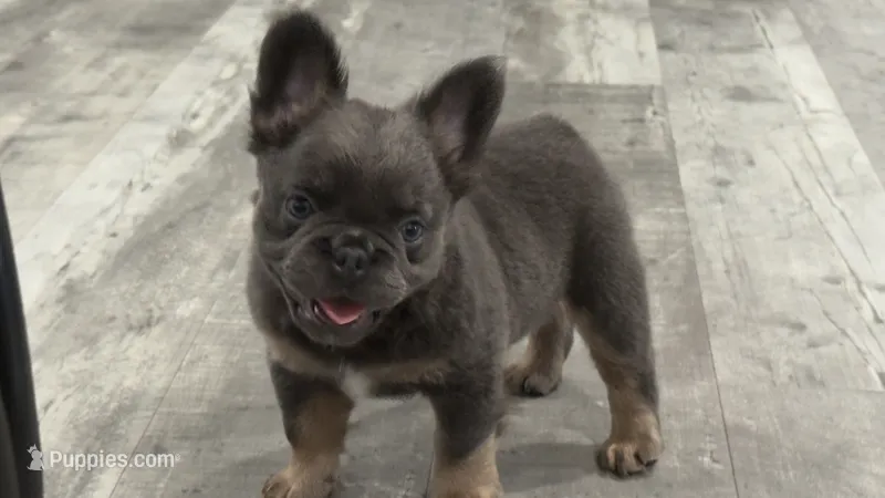 Fluffy Frenchie Six – French Bulldog puppy for sale in Woodbridge, VA
