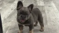 Fluffy Frenchie Six, a female French Bulldog for sale in Woodbridge, VA – 1 of 5