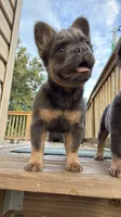 JR, a male French Bulldog for sale in Woodbridge, VA – 4 of 5