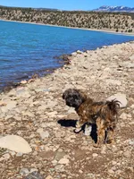 Iris, a female Shih Tzu for sale in Ridgway, CO – Photo 2 of 4