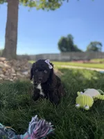Blossom, a female Cockapoo for sale in Fredericksburg, OH – 2 of 5