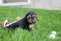Bandit , a male Poodle - Miniature  for sale in Fredericksburg, OH – 5 of 5