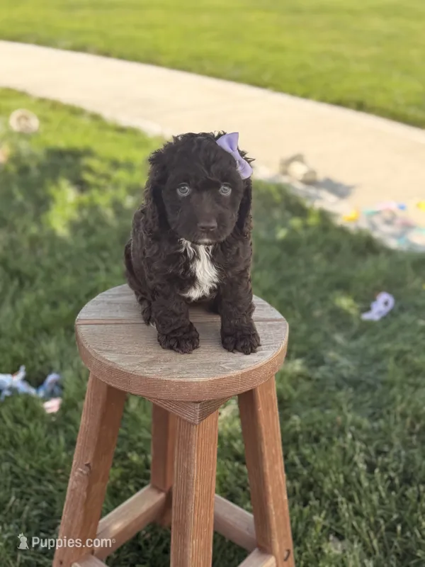 Blossom – Cockapoo puppy for sale in Fredericksburg, OH